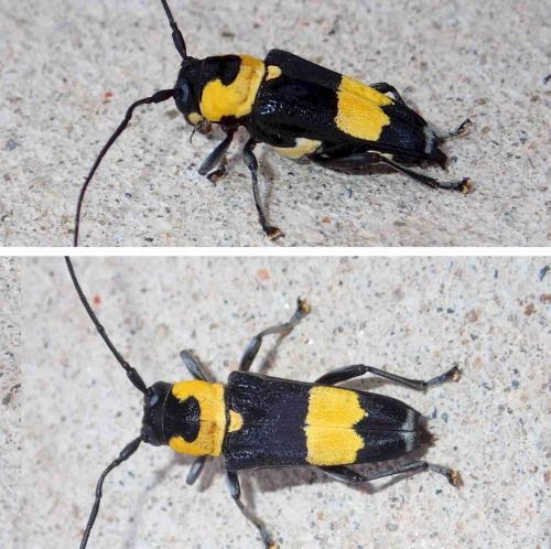 Glenea sp.